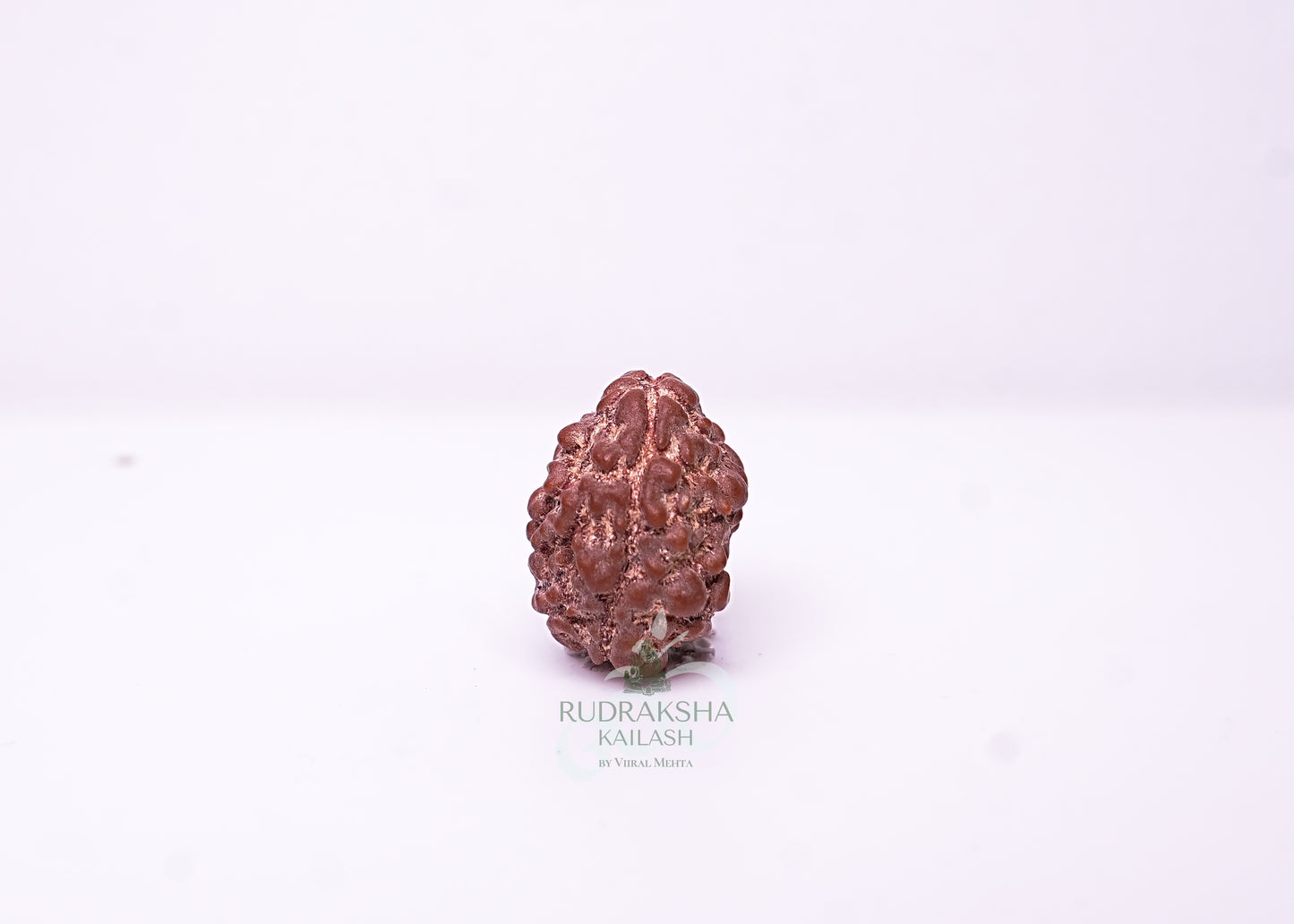 2 Mukhi Nepali Rudraksha - 0201