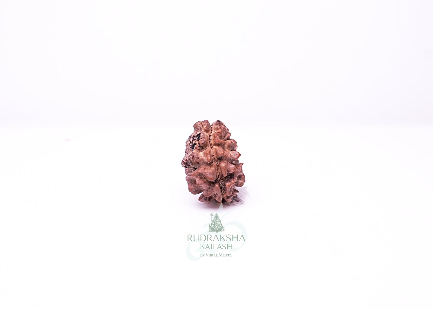 2 Mukhi Nepali Rudraksha - 0203