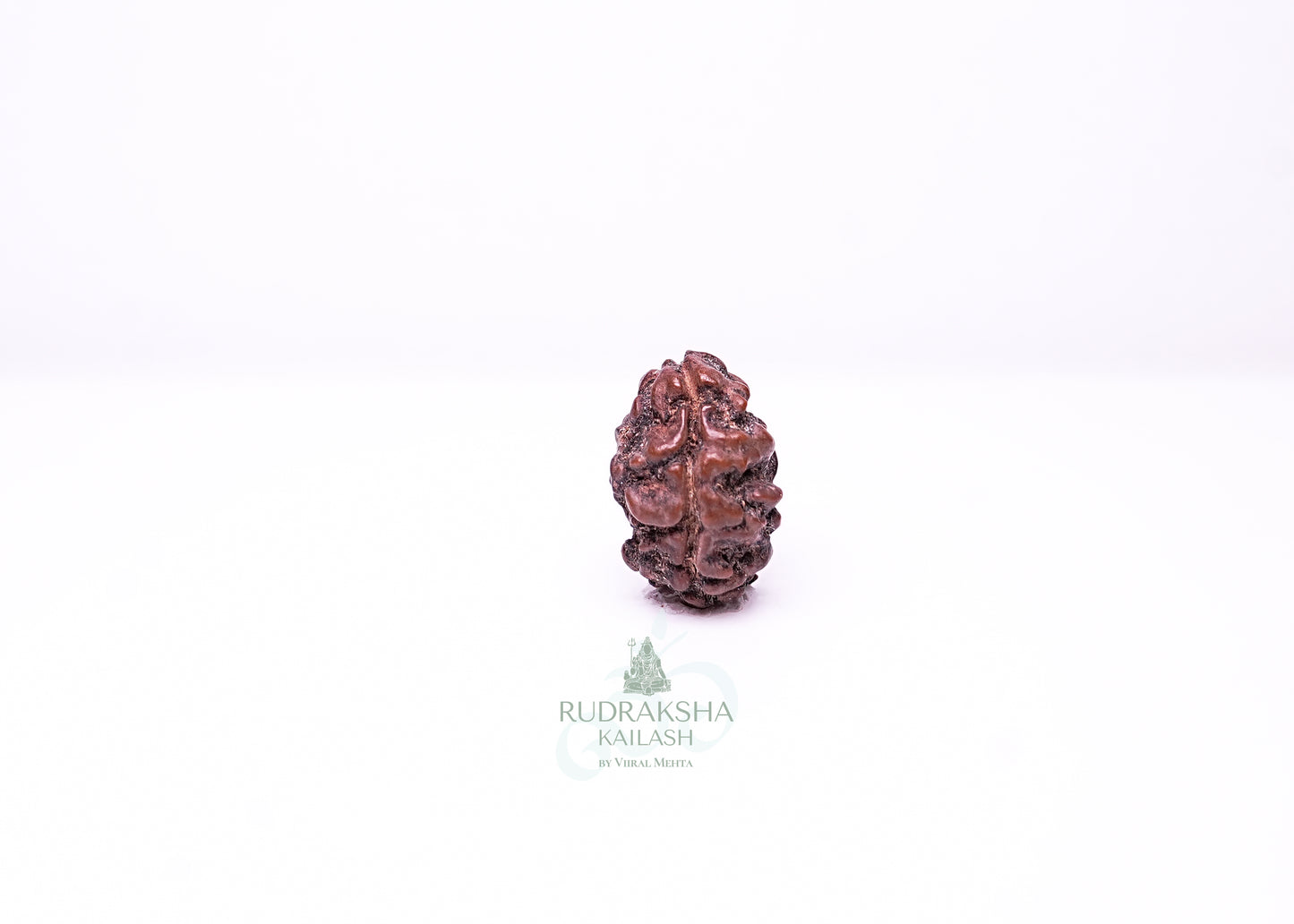 2 Mukhi Nepali Rudraksha - 0204