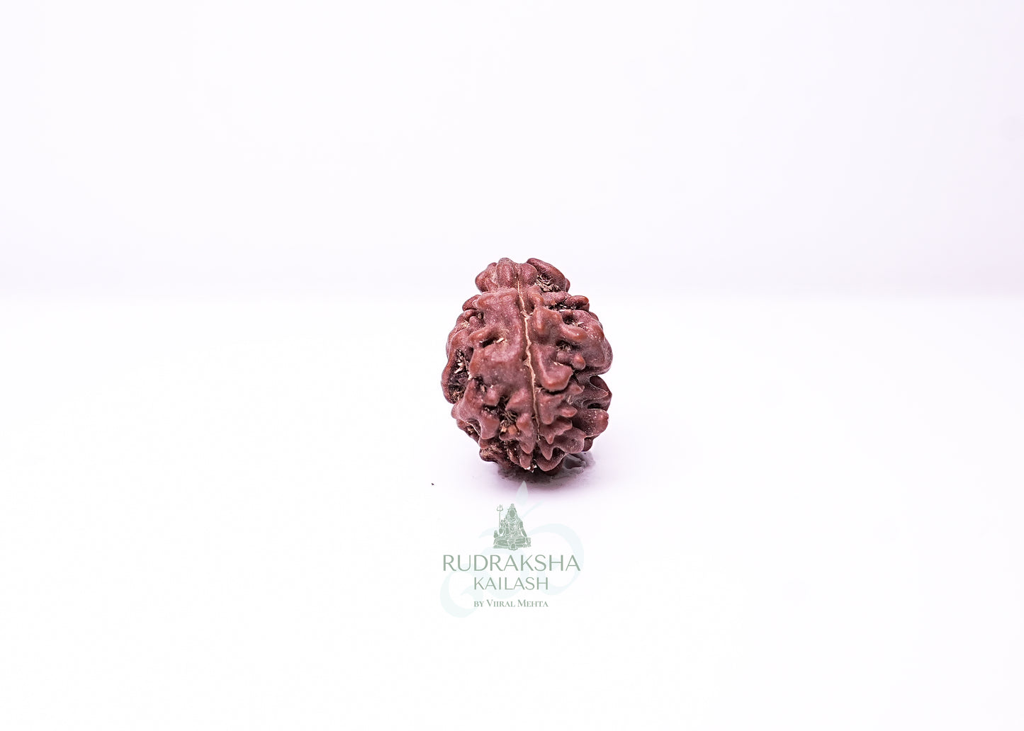 2 Mukhi Nepali Rudraksha - 0207