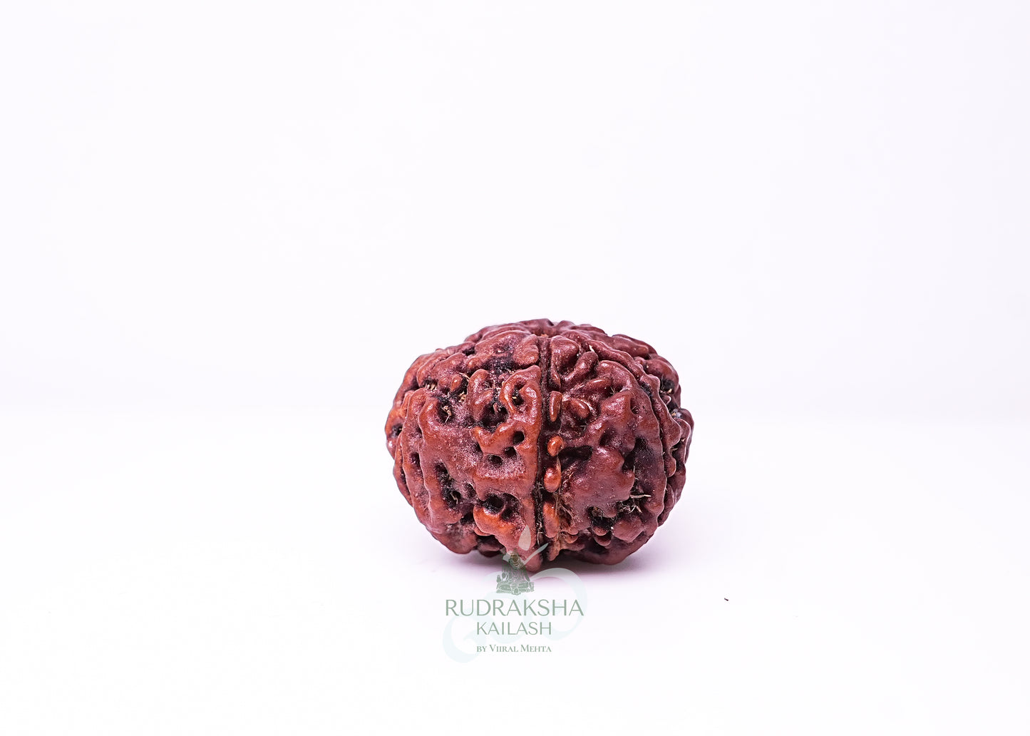 6 Mukhi Nepali Rudraksha - 0602
