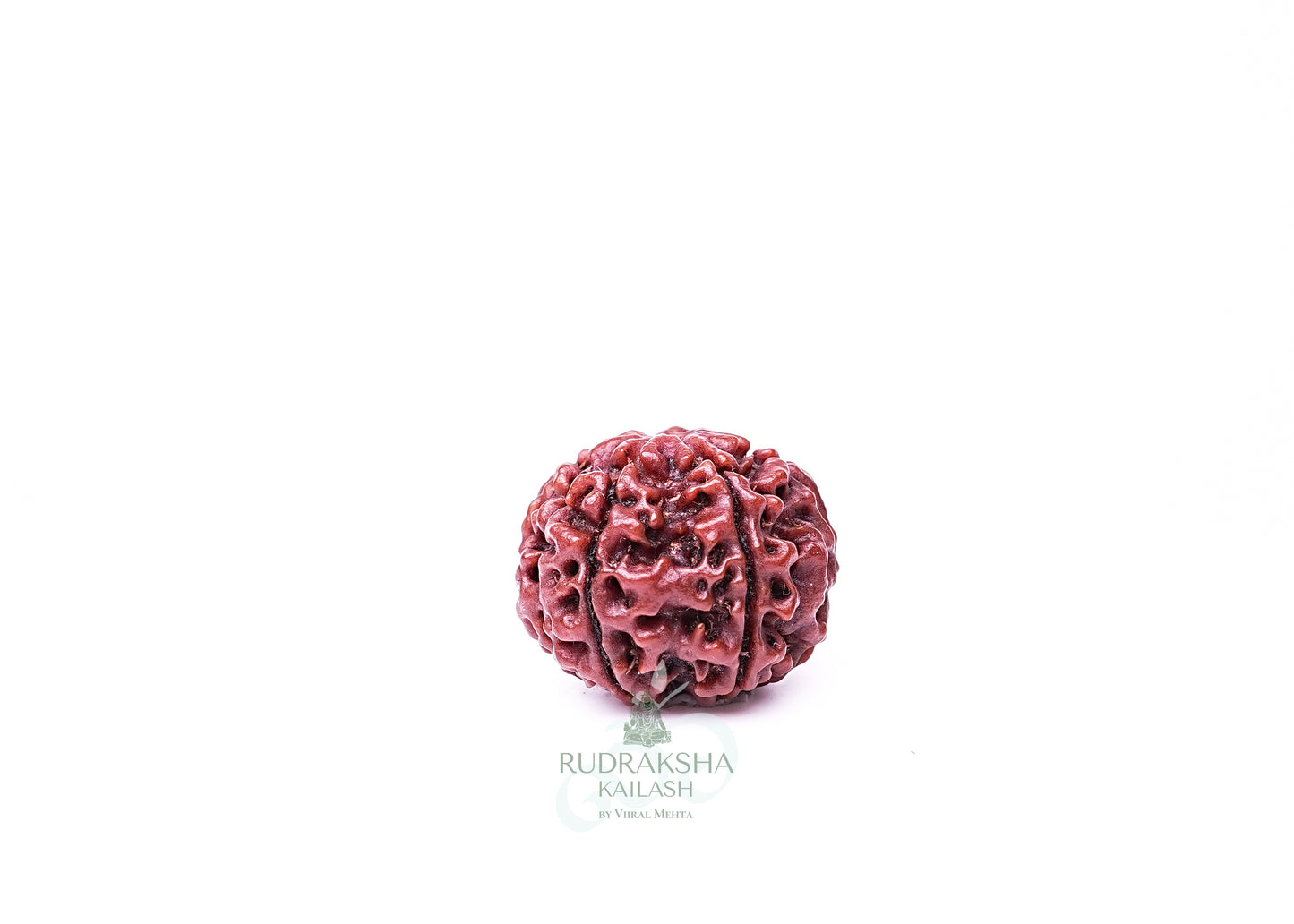 6 Mukhi Nepali Rudraksha - 0607