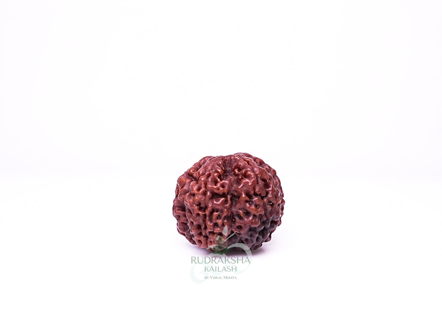 6 Mukhi Nepali Rudraksha - 0615