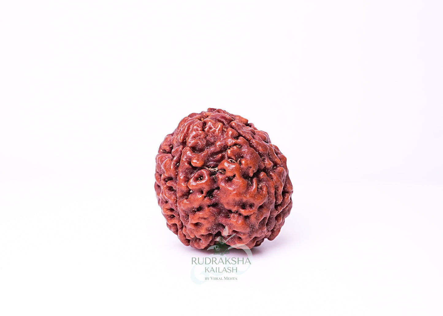 4 Mukhi Nepali Rudraksha - 0403