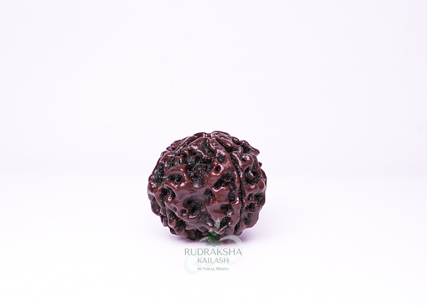 4 Mukhi Nepali Rudraksha - 0406