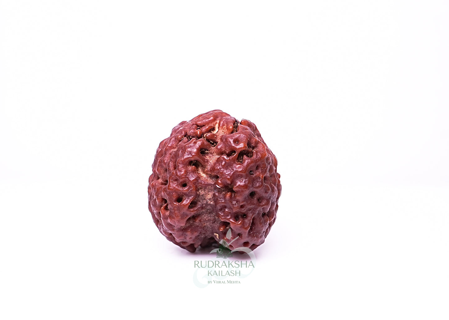 4 Mukhi Nepali Rudraksha - 0408