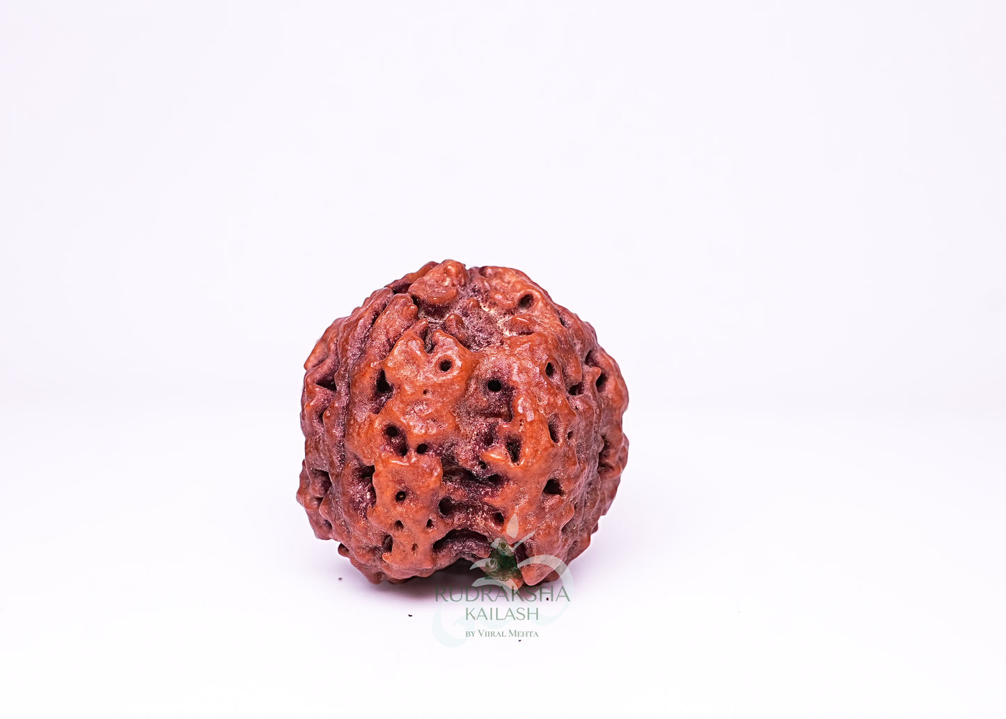 4 Mukhi Nepali Rudraksha - 0413