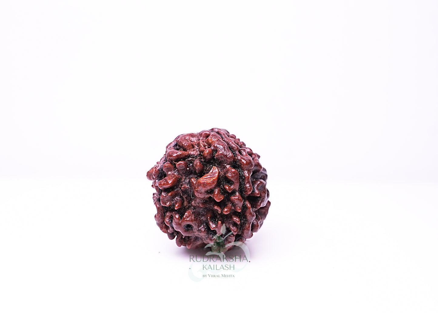 4 Mukhi Nepali Rudraksha - 0415