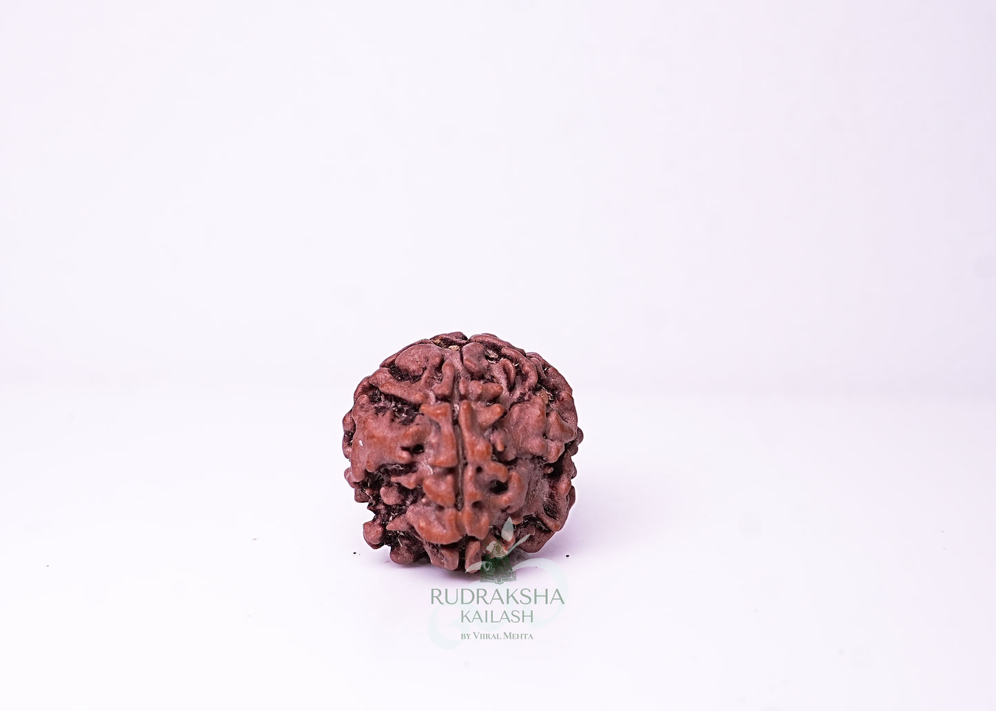 1 Mukhi Nepali Rudraksha - 0101