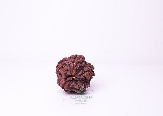 1 Mukhi Nepali Rudraksha - 0103