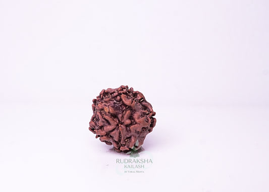1 Mukhi Nepali Rudraksha - 0107