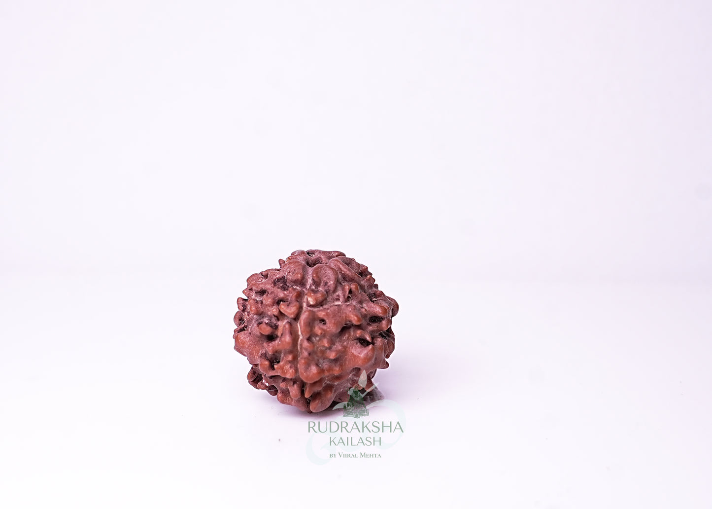 1 Mukhi Nepali Rudraksha - 0108