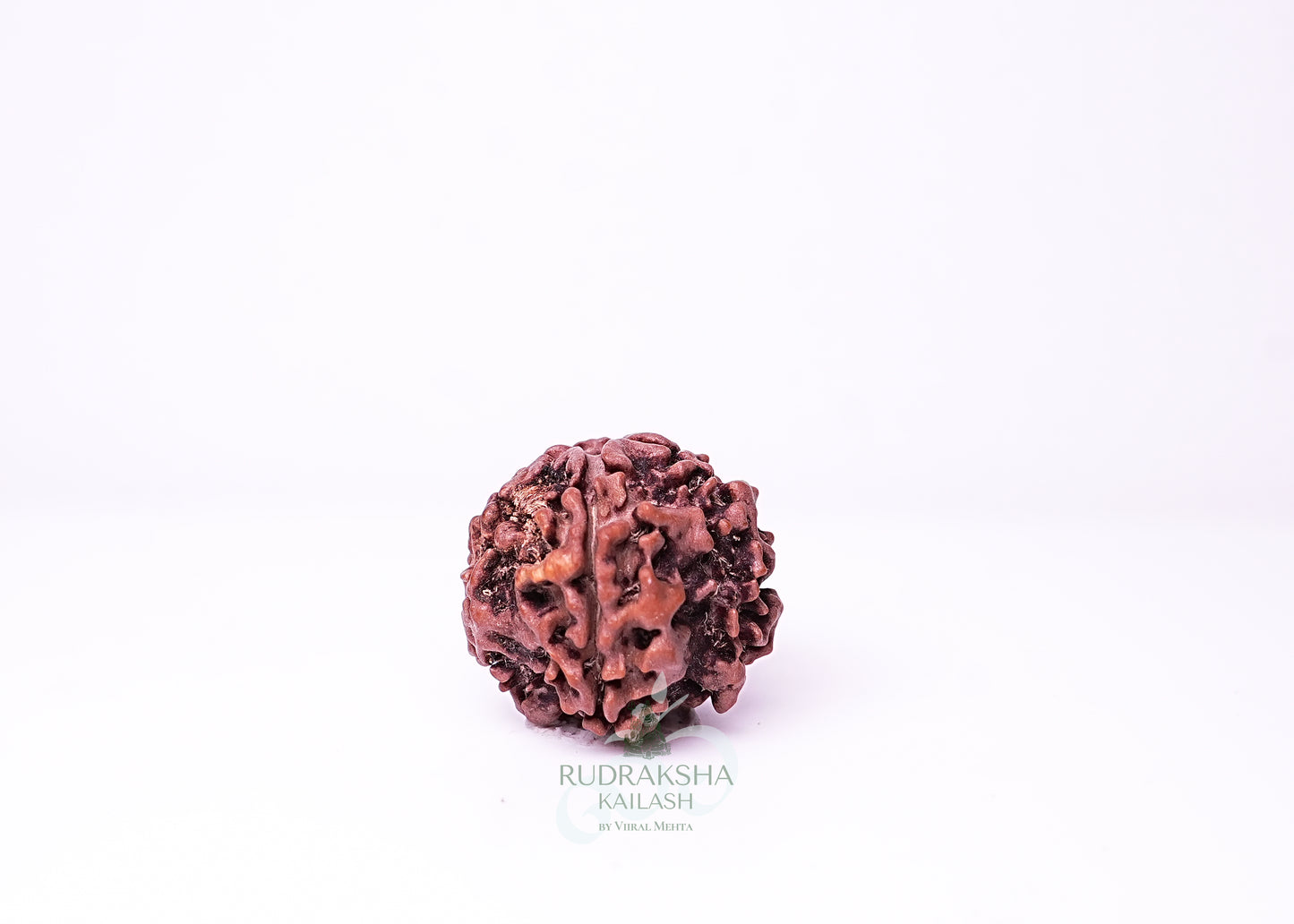 1 Mukhi Nepali Rudraksha - 0111