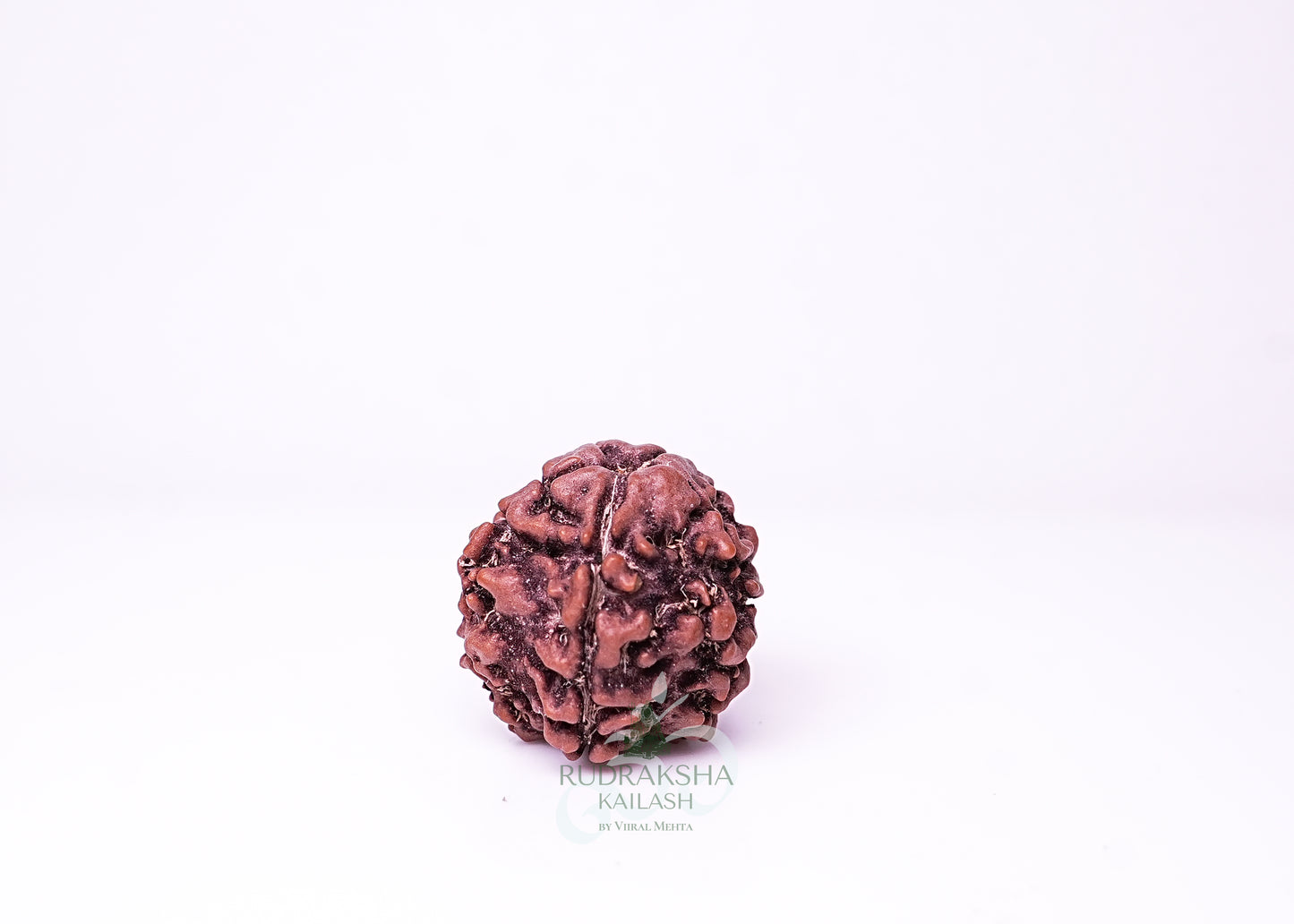 1 Mukhi Nepali Rudraksha - 0112