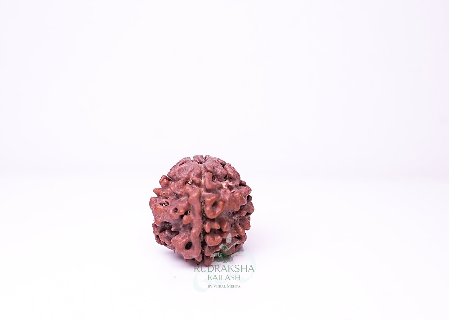 1 Mukhi Nepali Rudraksha - 0113