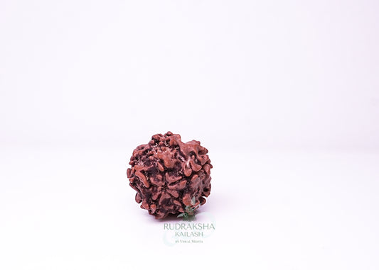 1 Mukhi Nepali Rudraksha - 0114