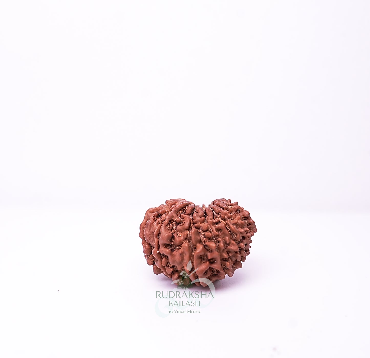 15 Mukhi Nepali Rudraksha - 1507
