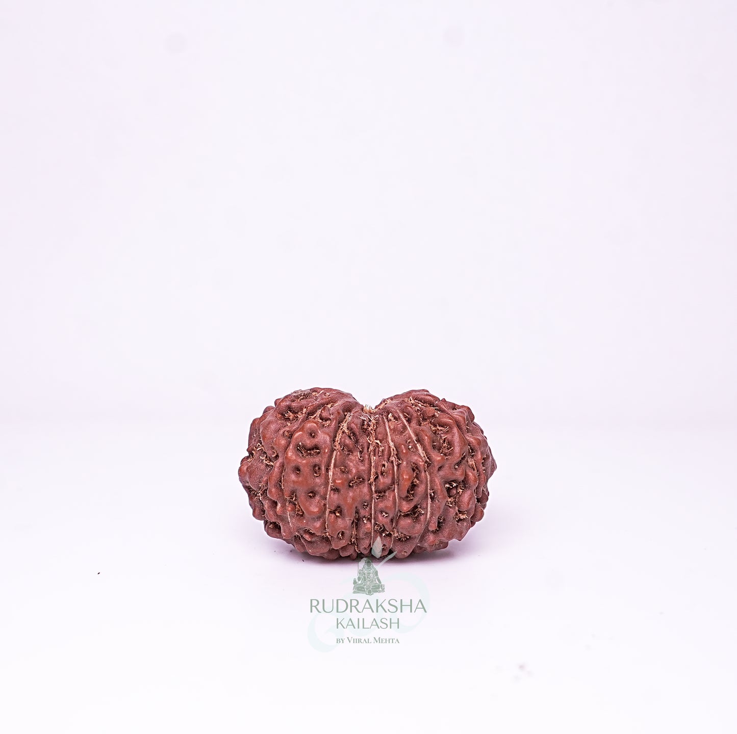 15 Mukhi Nepali Rudraksha - 1509
