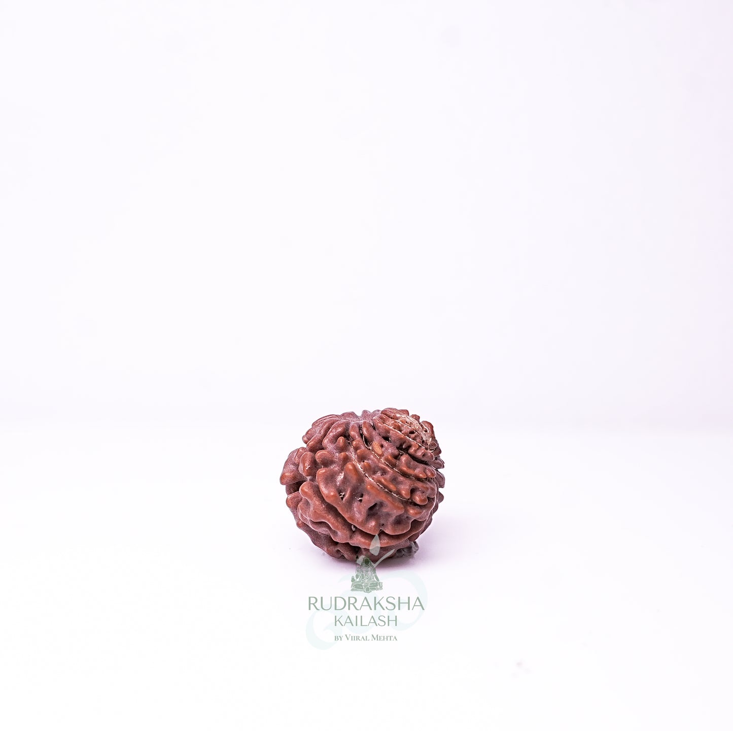 15 Mukhi Nepali Rudraksha - 1512