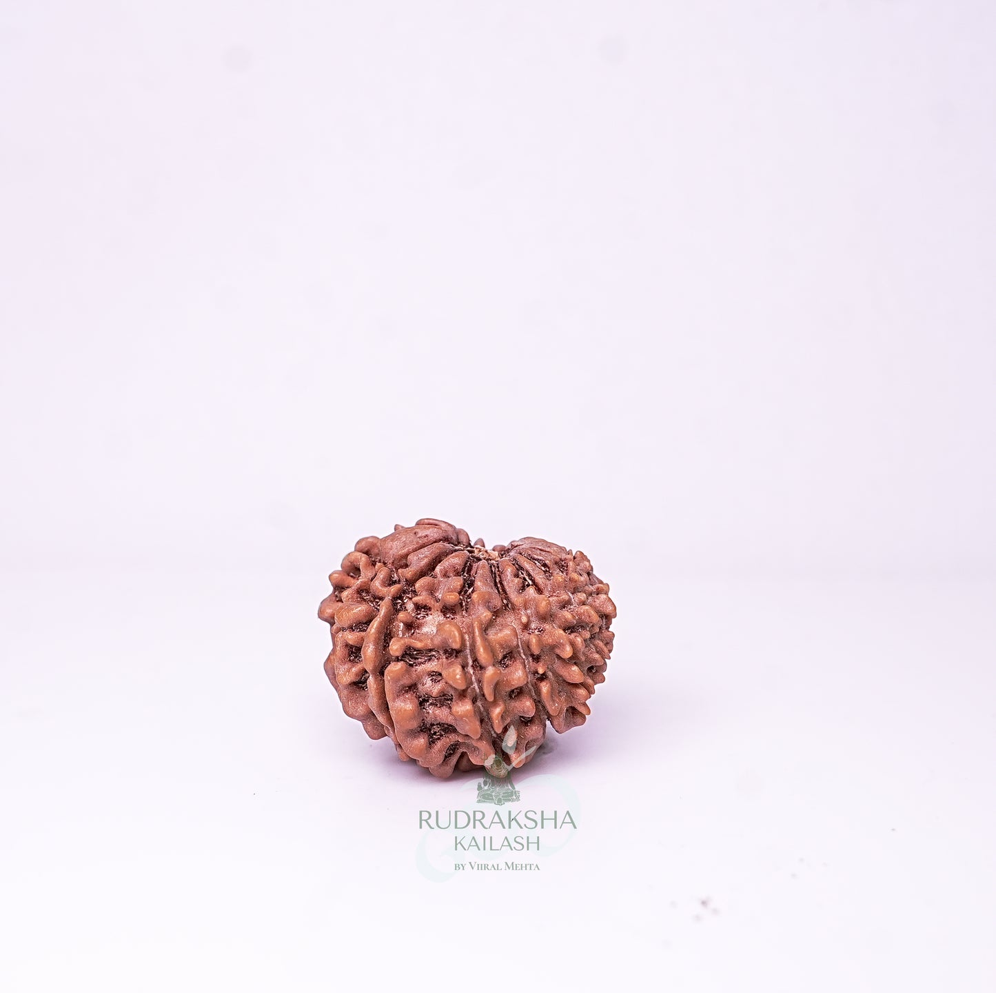 15 Mukhi Nepali Rudraksha - 1514