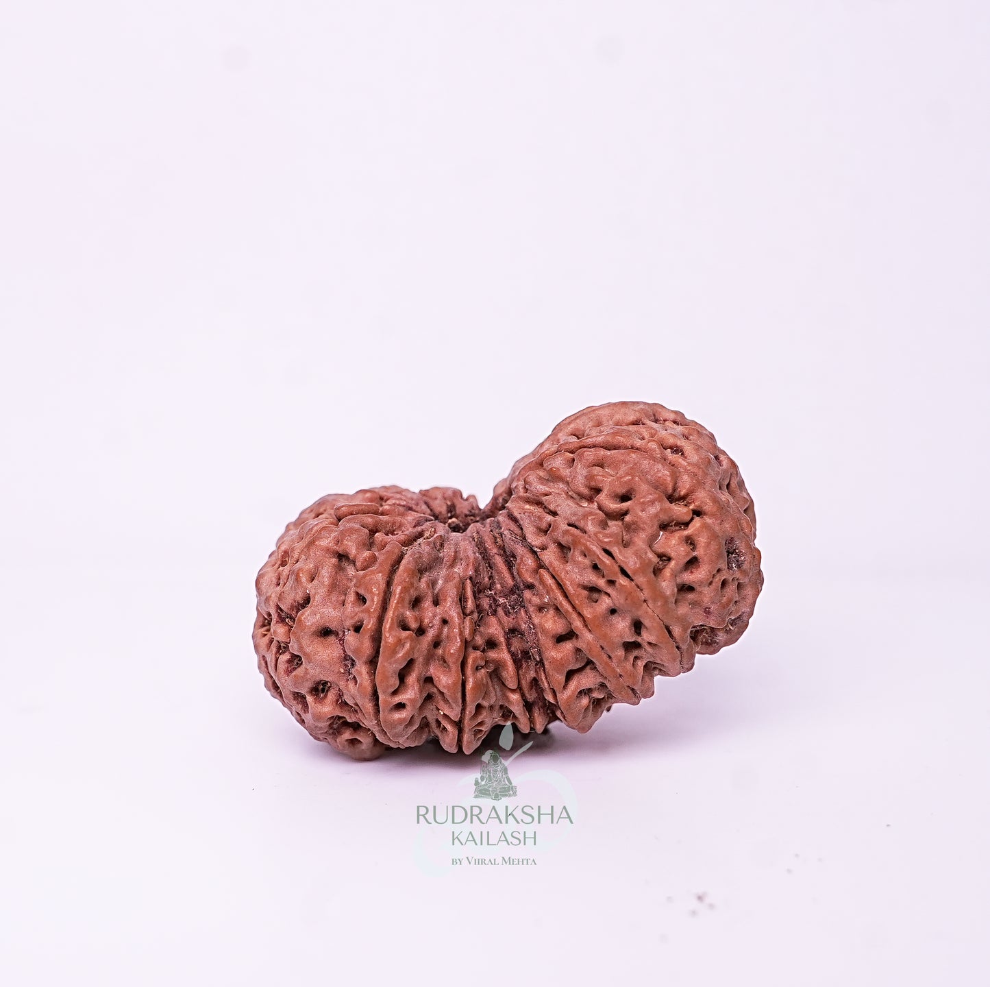 15 Mukhi Nepali Rudraksha - 1515