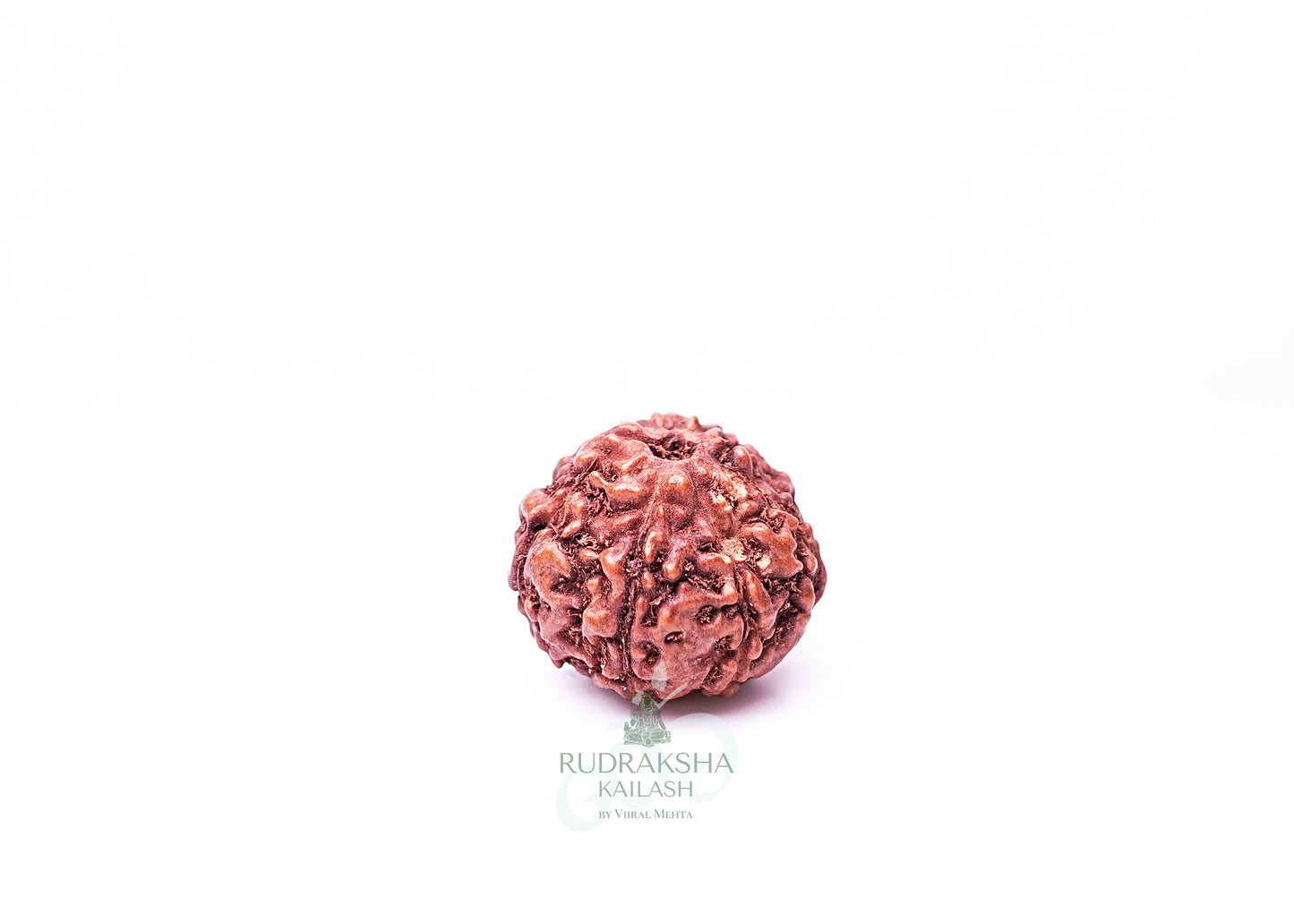6 Mukhi Indonesian Rudraksha - 0603