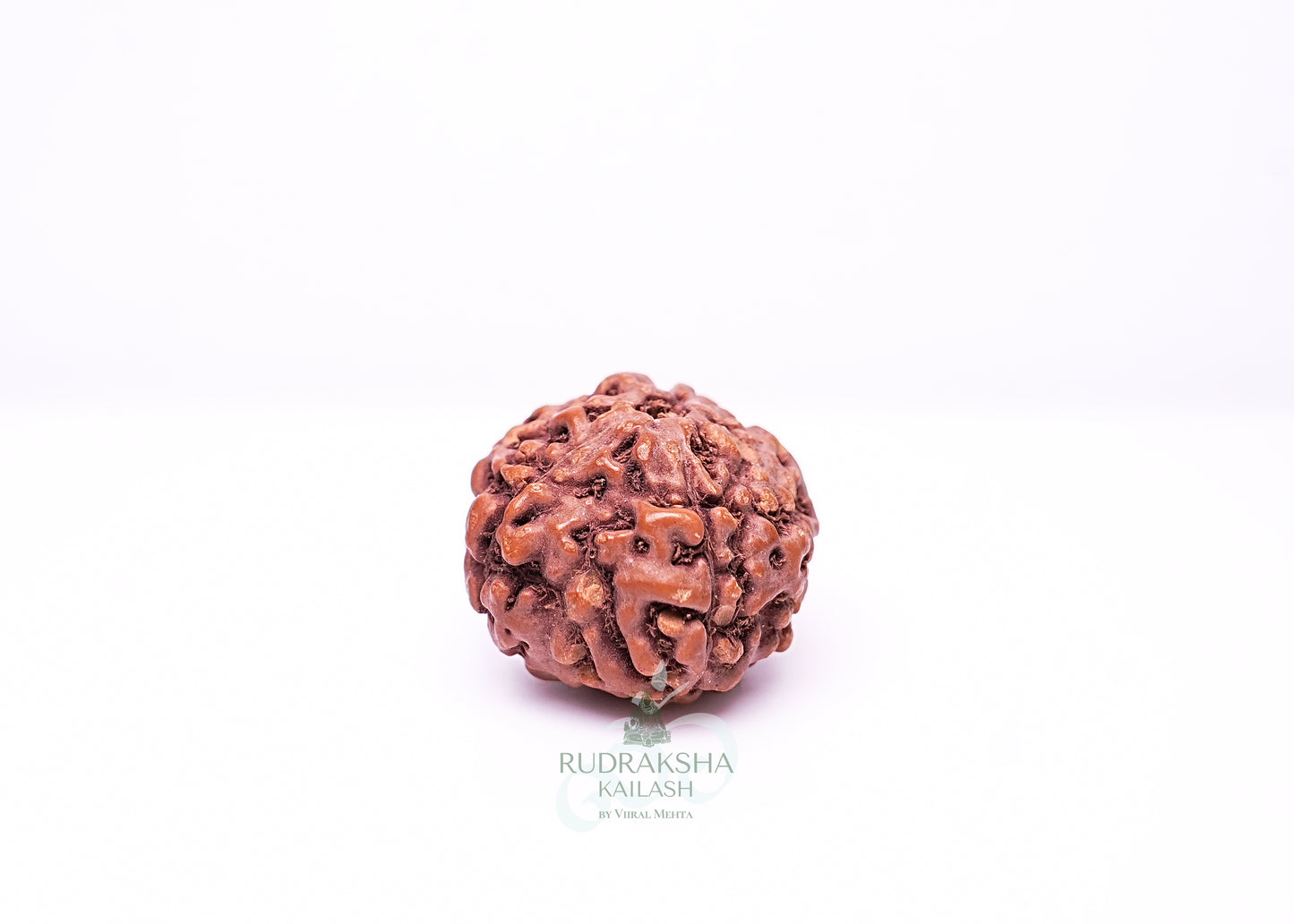 6 Mukhi Indonesian Rudraksha - 0604