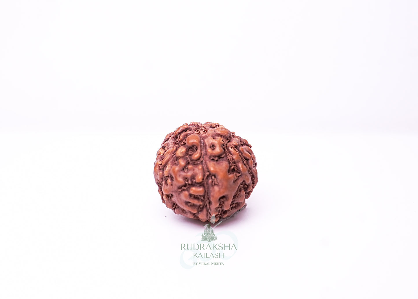 6 Mukhi Indonesian Rudraksha - 0612