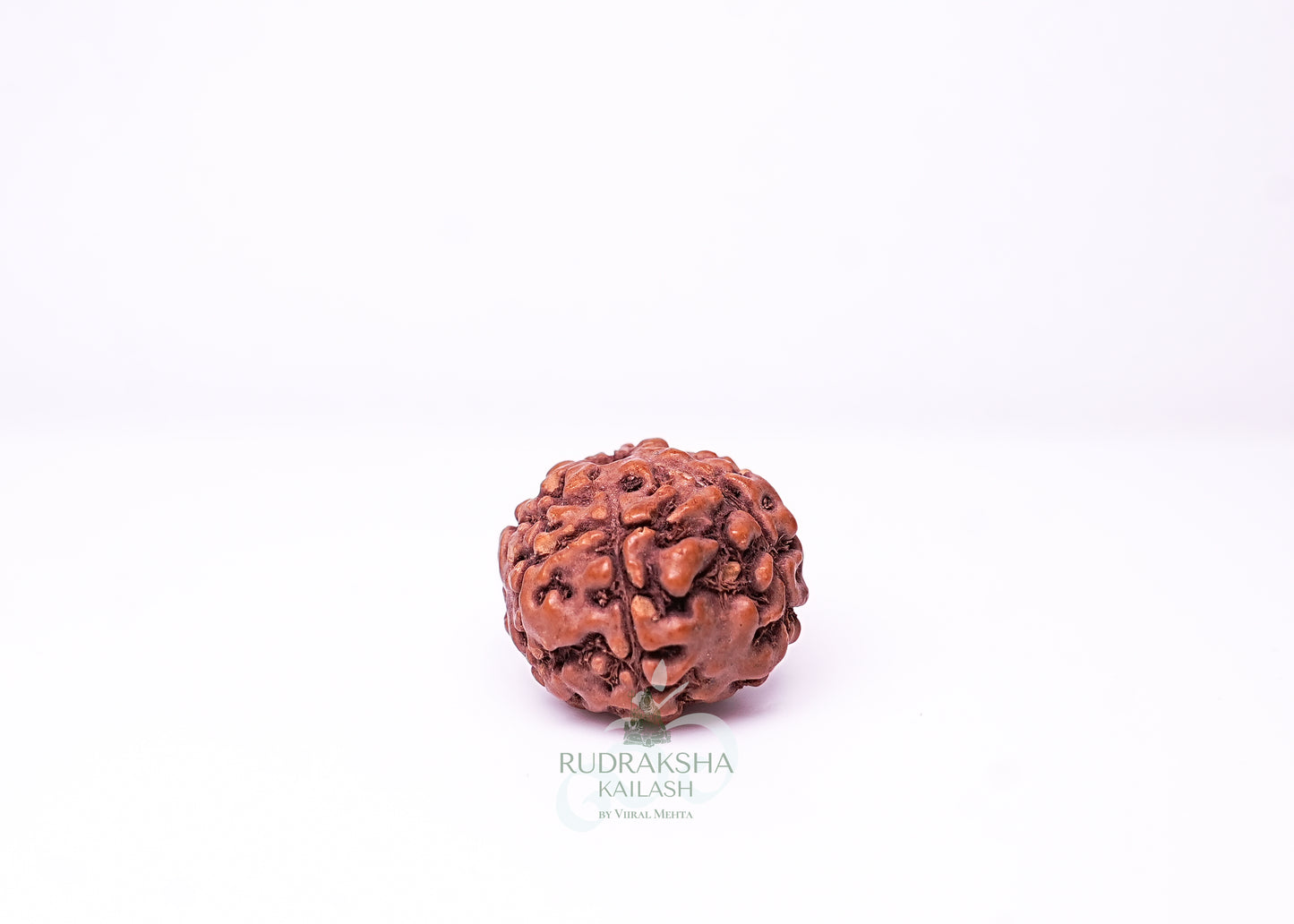 7 Mukhi Indonesian Rudraksha - 0706