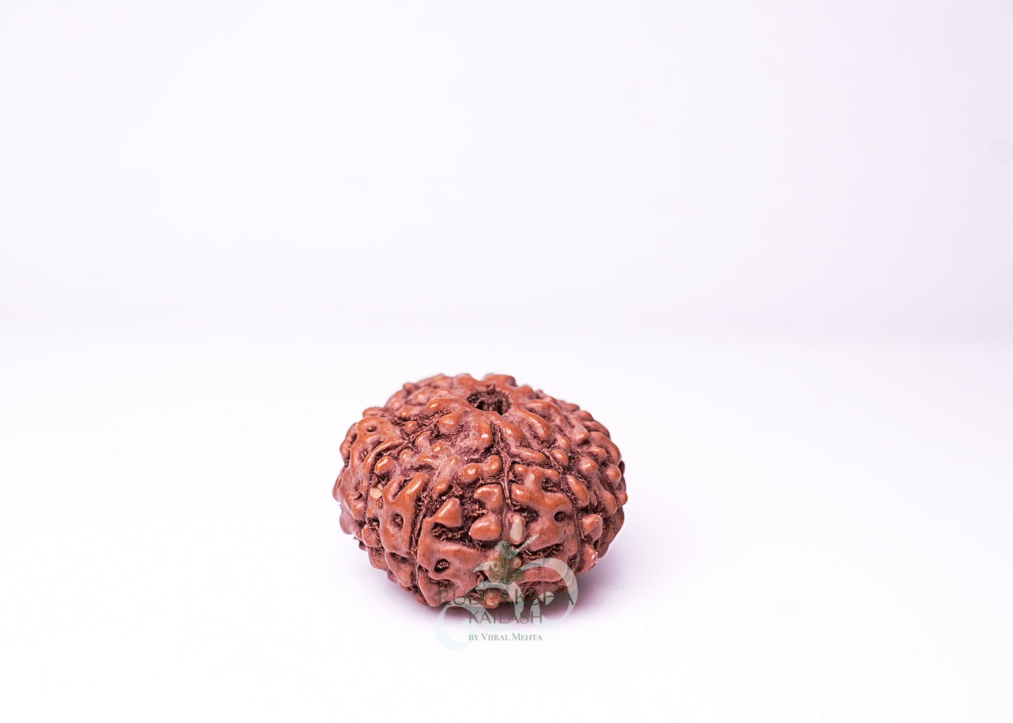 10 Mukhi Indonesian Rudraksha - 1001