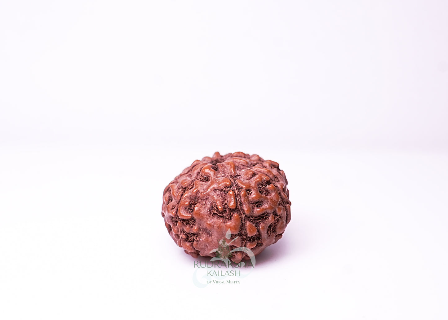 10 Mukhi Indonesian Rudraksha - 1002