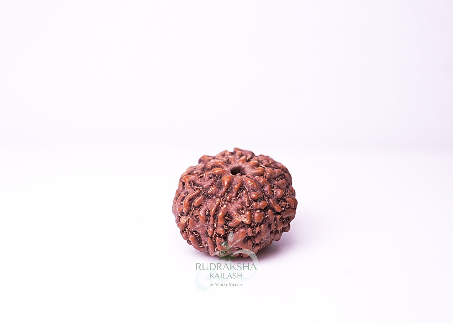 10 Mukhi Indonesian Rudraksha - 1012