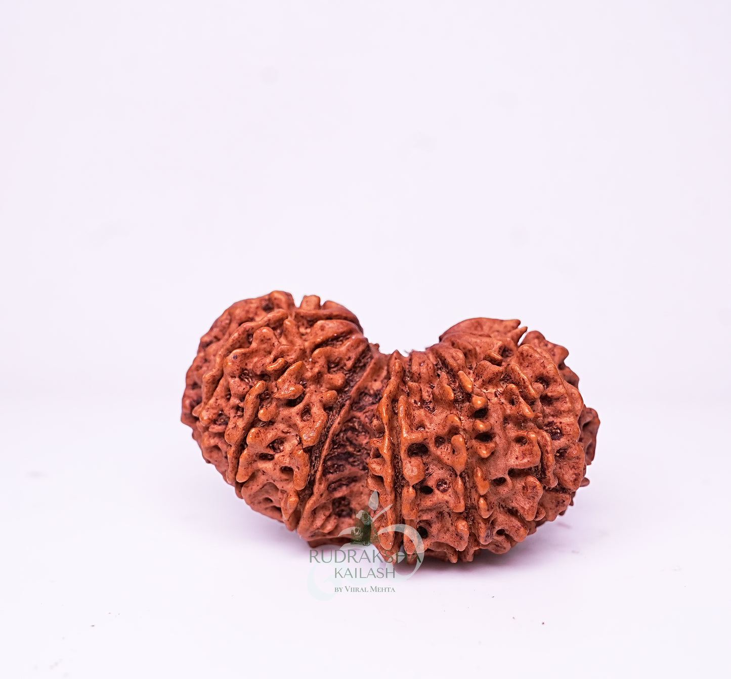 17 Mukhi Nepali Rudraksha - 1707