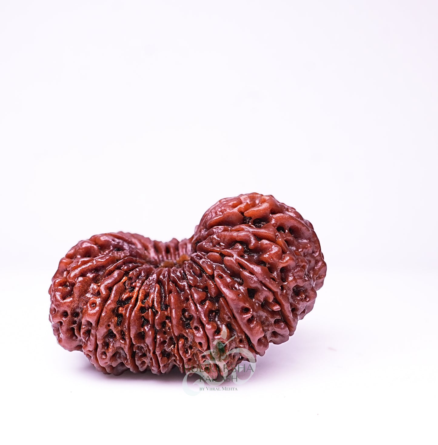19 Mukhi Nepali Rudraksha - 1905