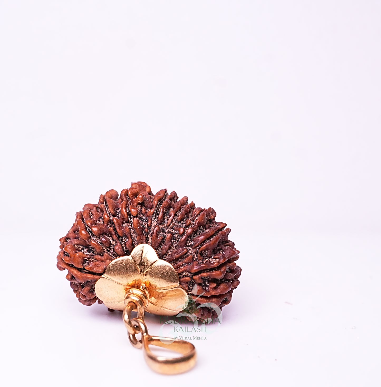 19 Mukhi Nepali Rudraksha - 1910