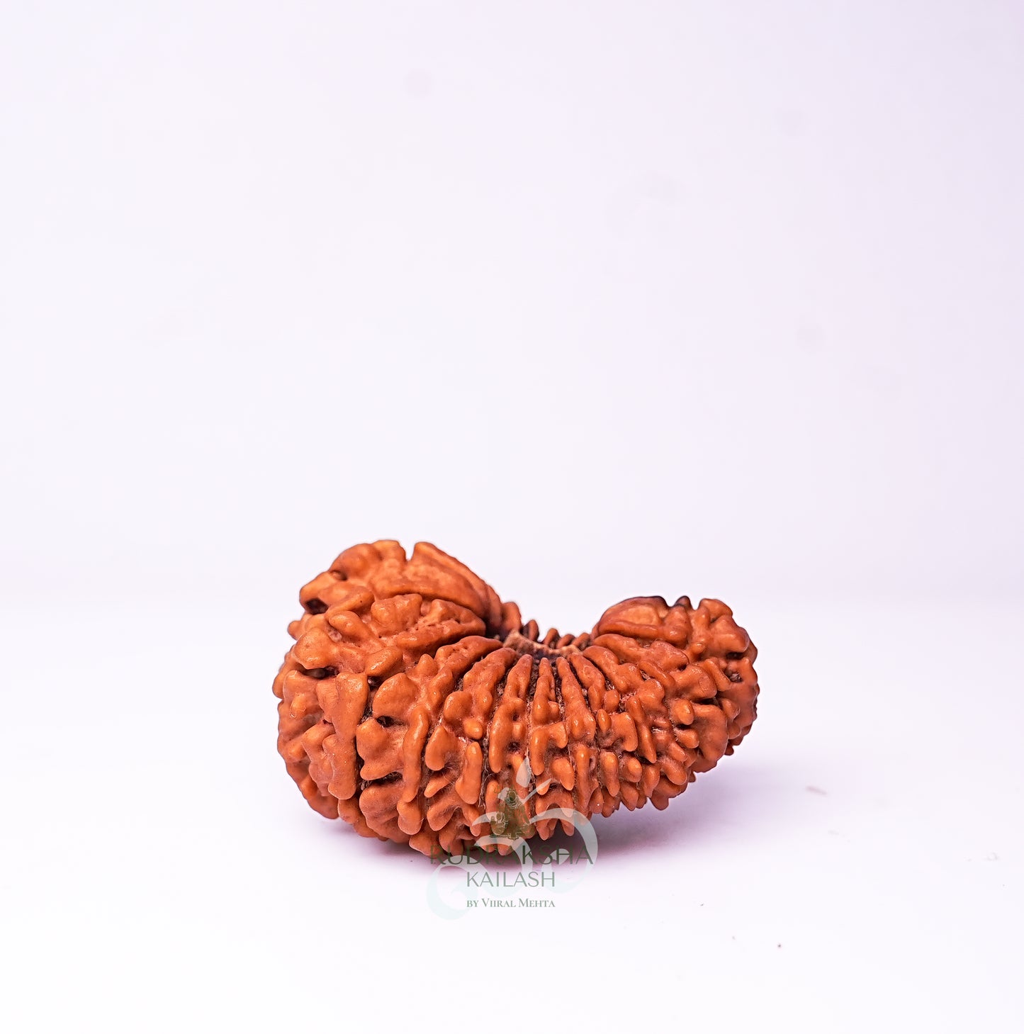 20 Mukhi Nepali Rudraksha - 2001