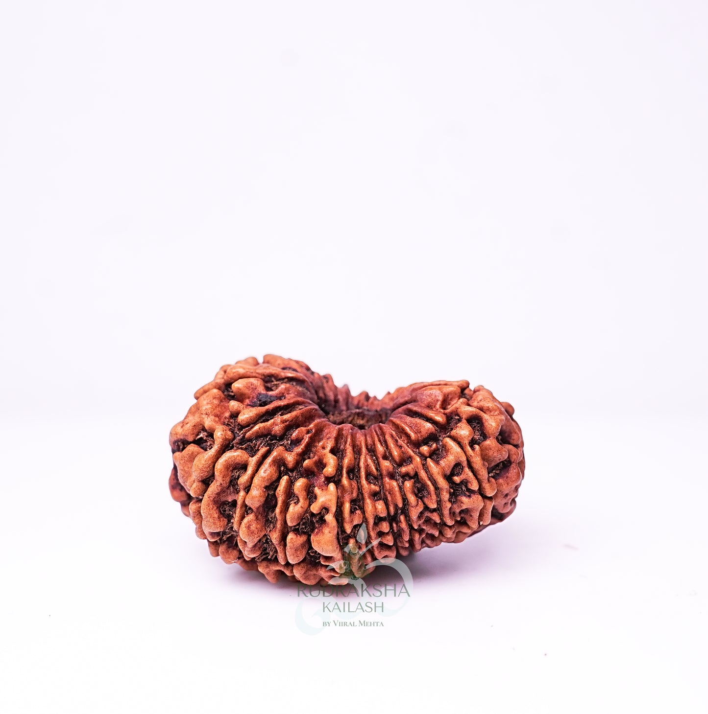 20 Mukhi Nepali Rudraksha - 2003