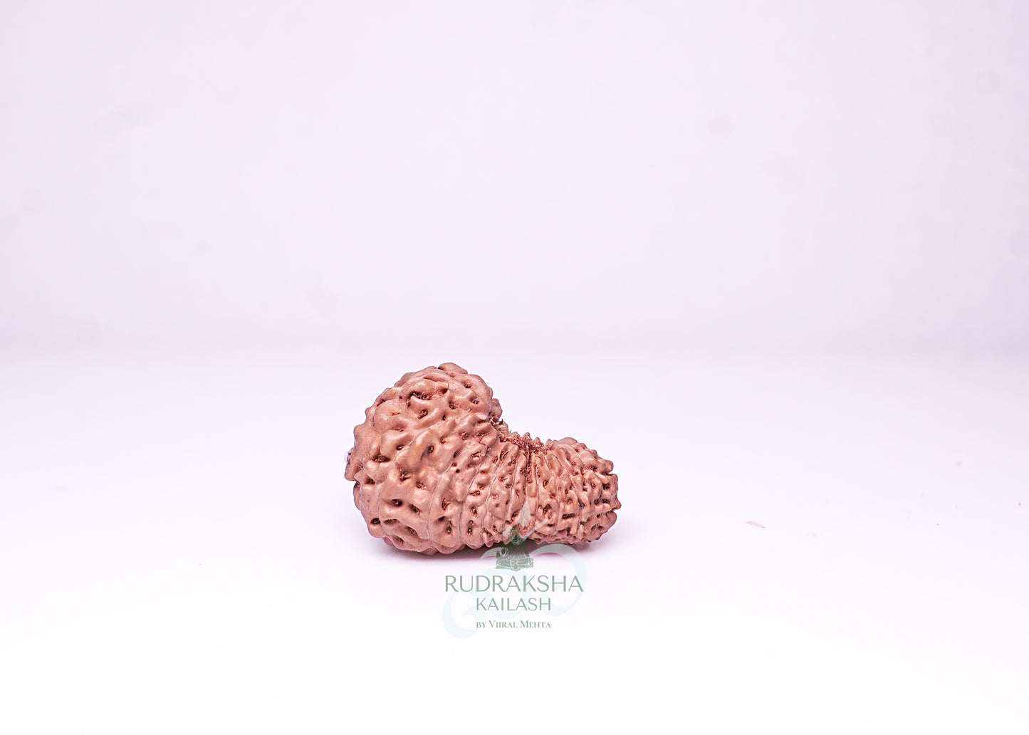 21 Mukhi Indonesian Rudraksha - 2111