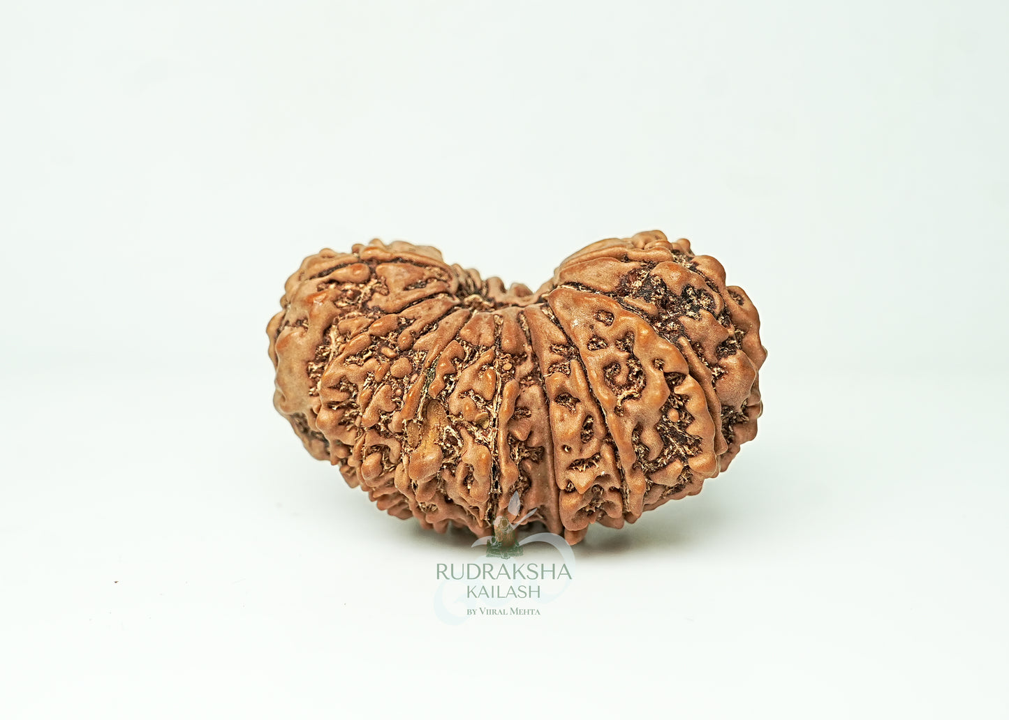 16 Mukhi Nepali Rudraksha - 1604