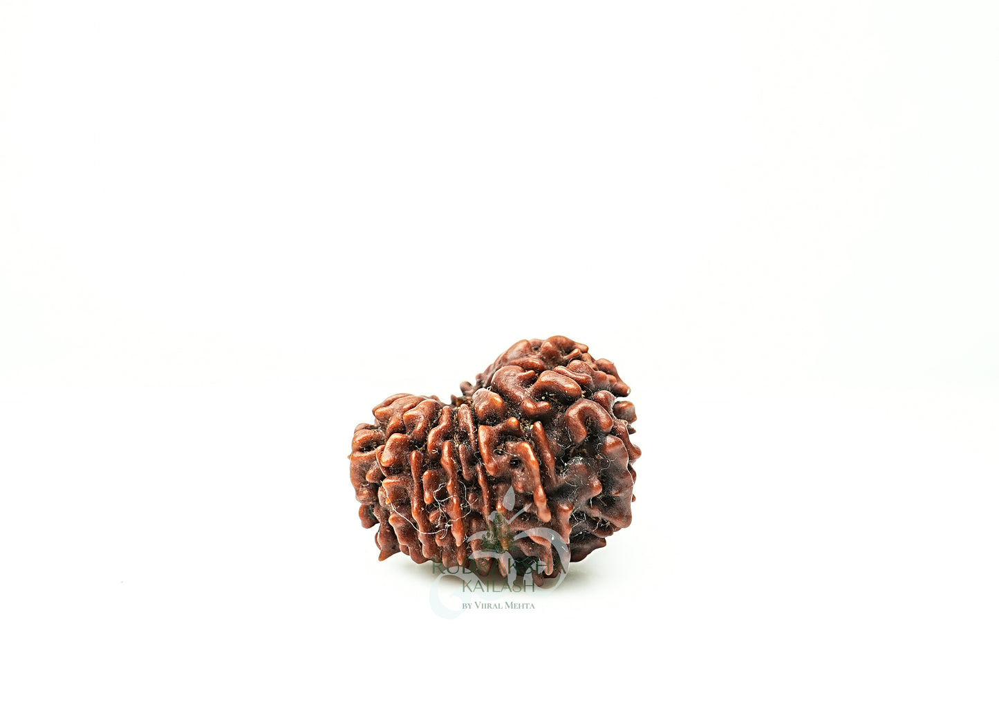 16 Mukhi Nepali Rudraksha - 1610