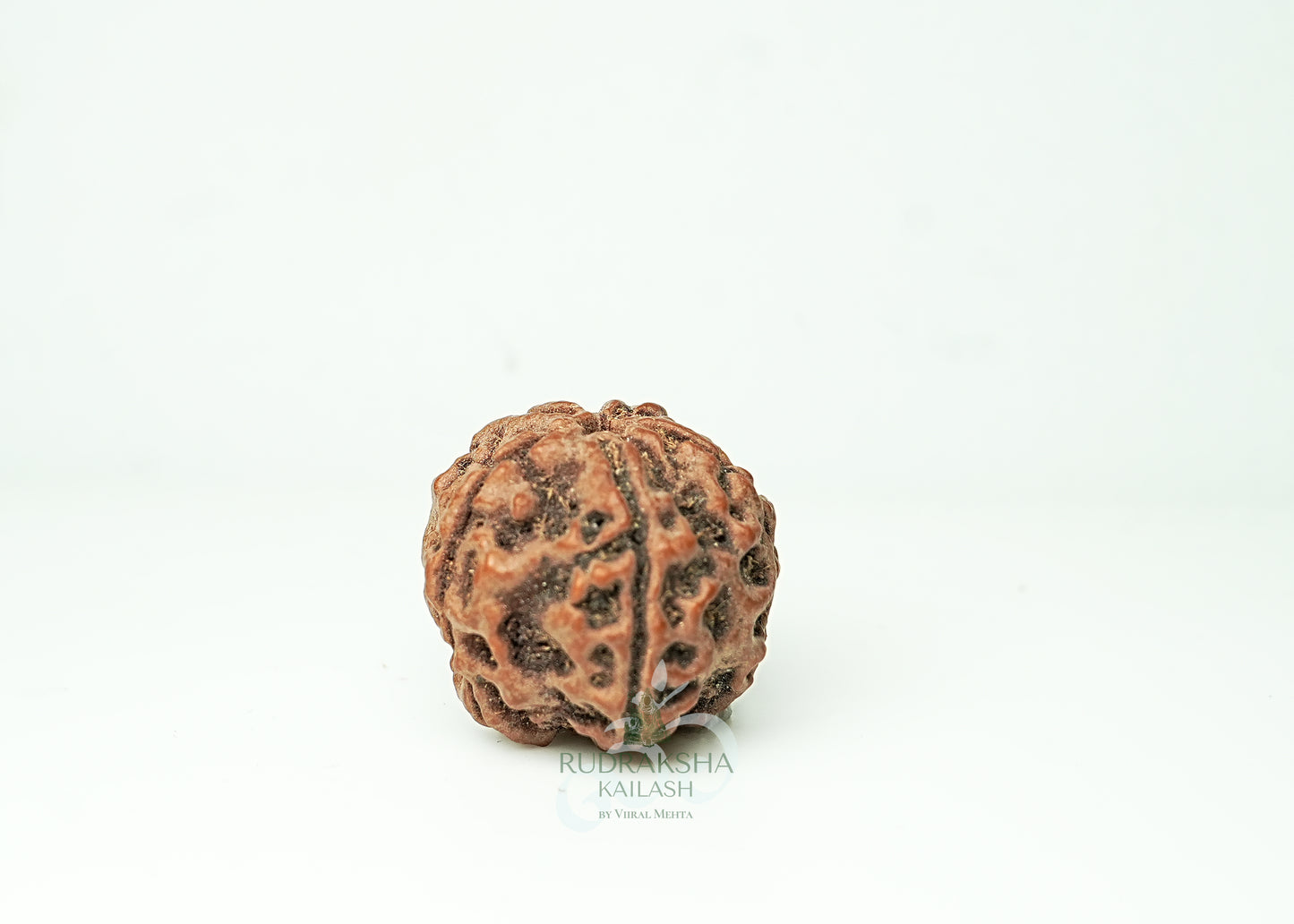 5 Mukhi Nepali Rudraksha - 0501
