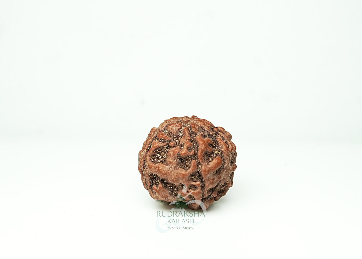 5 Mukhi Nepali Rudraksha - 0503
