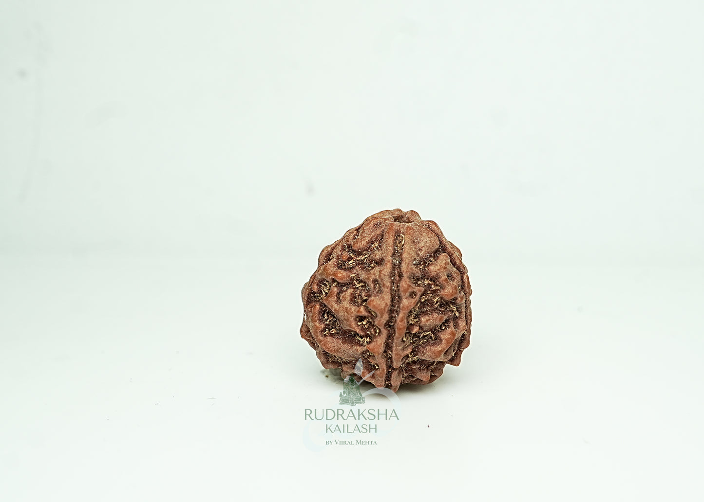 5 Mukhi Nepali Rudraksha - 0508