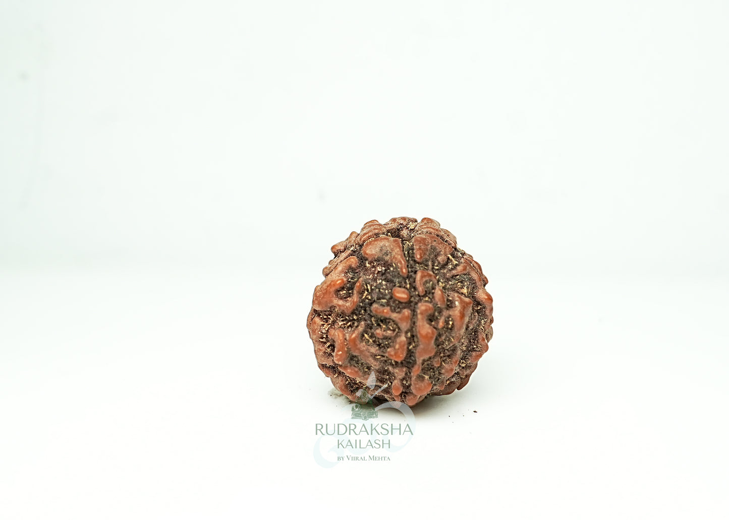 5 Mukhi Nepali Rudraksha - 0514