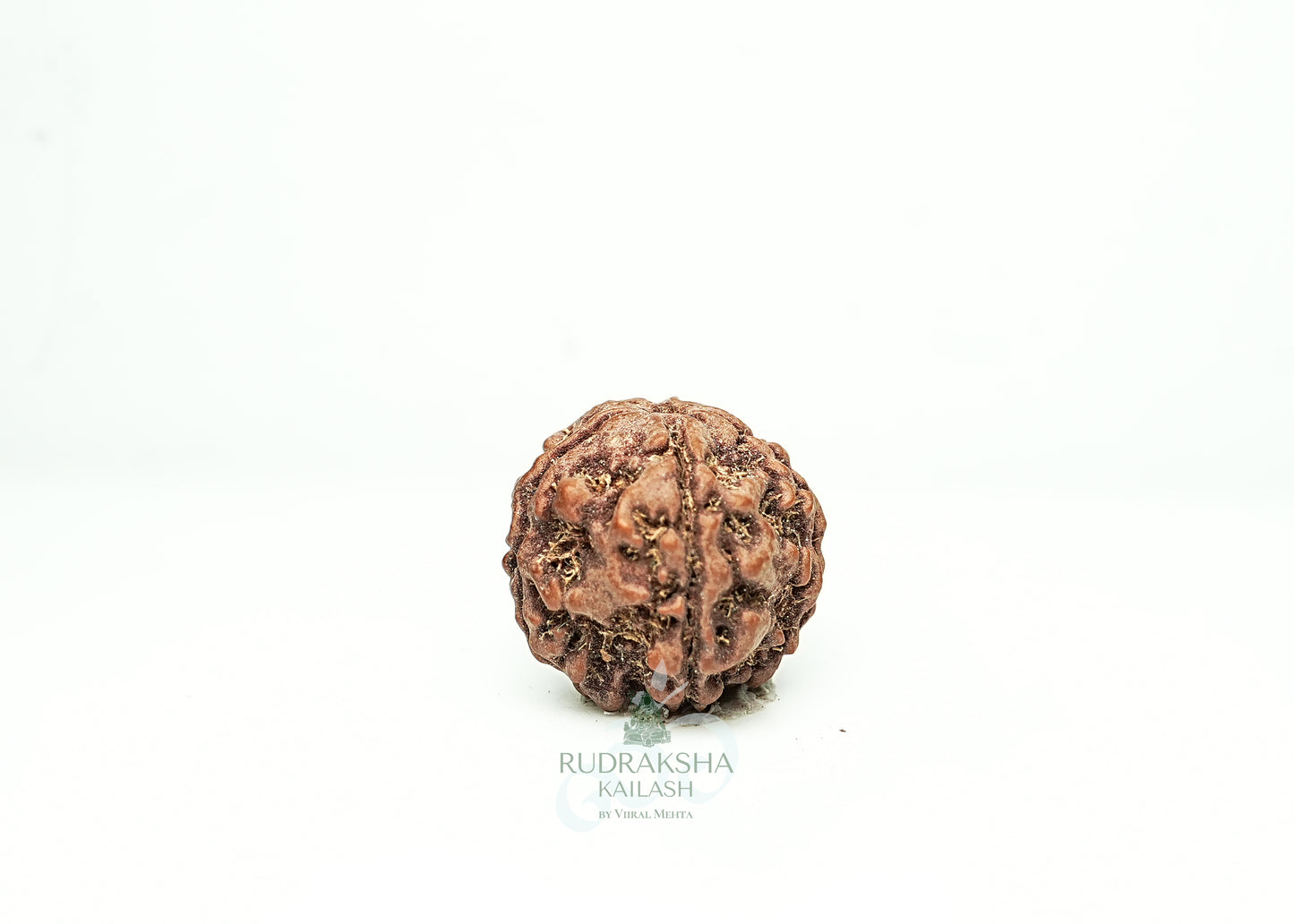 5 Mukhi Nepali Rudraksha - 0515