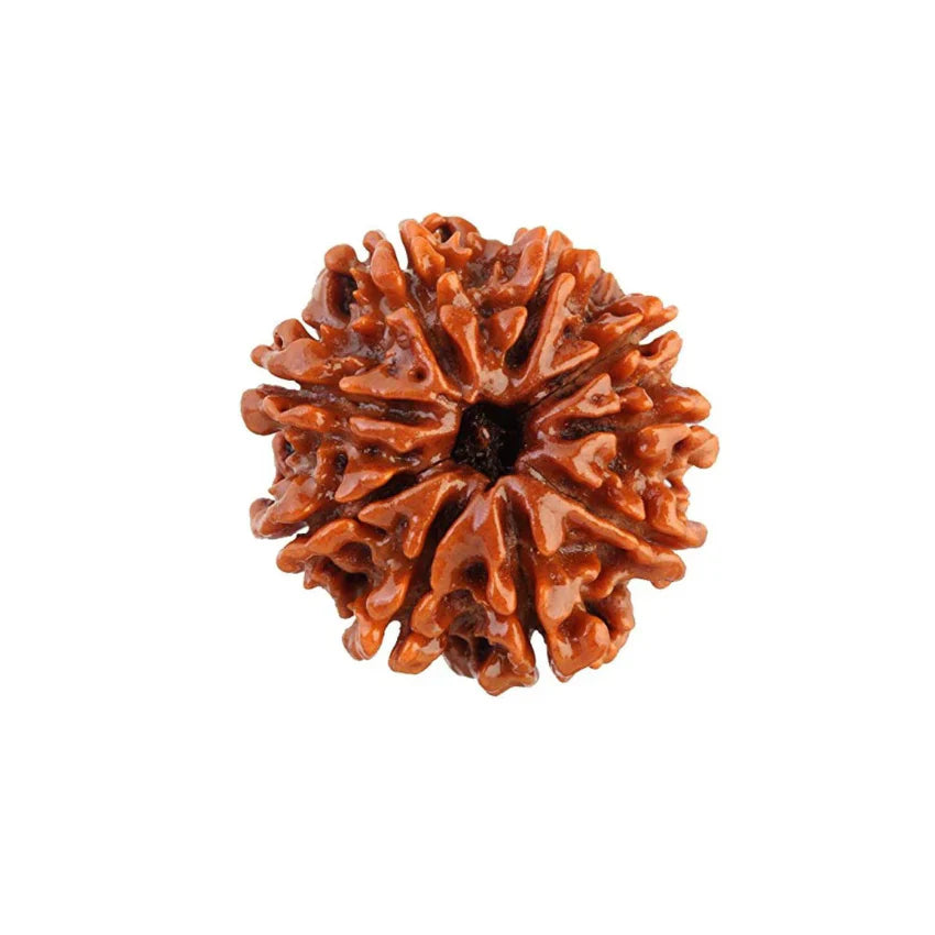 Nepali Rudraksha