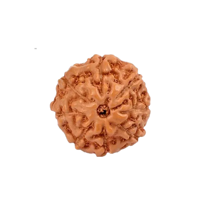 Indonesian Rudraksha