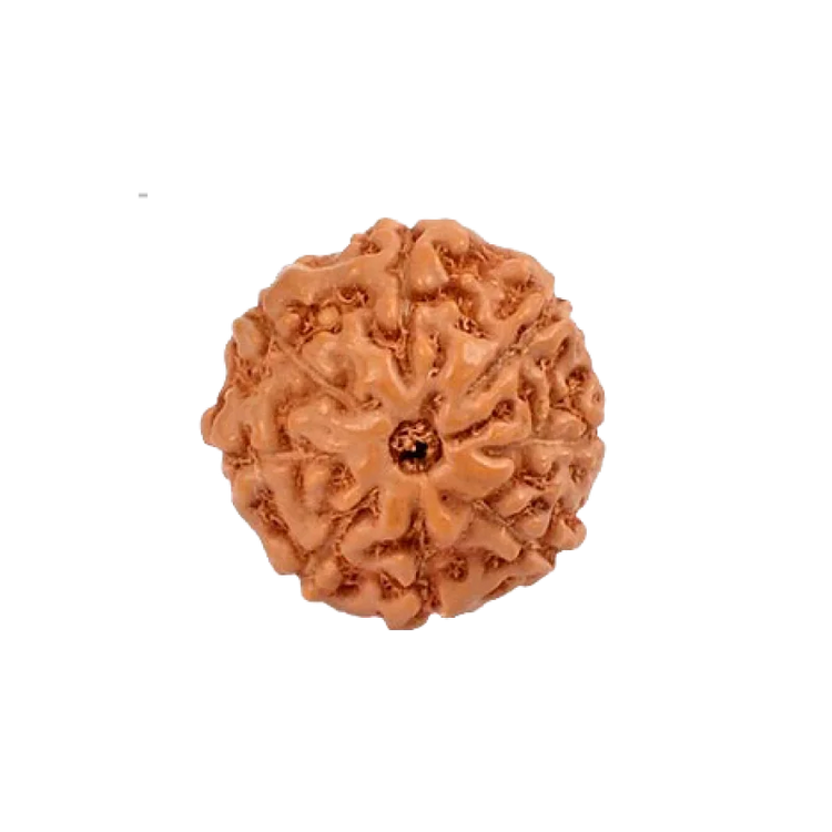 Indonesian Rudraksha