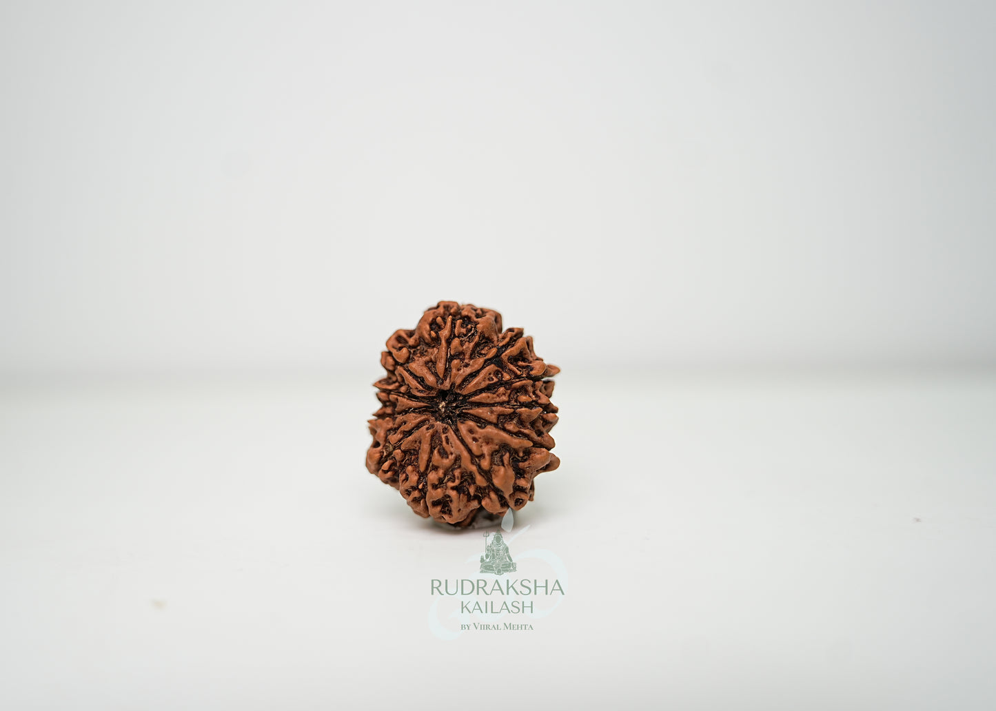 11 Mukhi Nepali Rudraksha - 1101