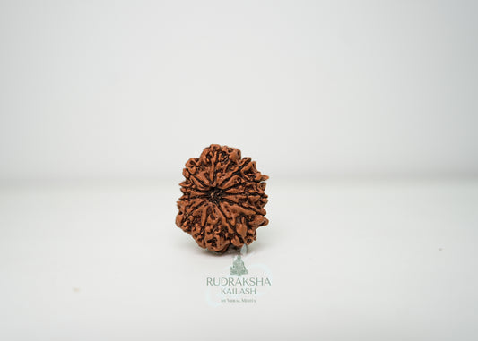 11 Mukhi Nepali Rudraksha - 1101